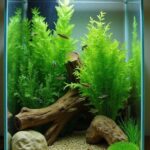 20 gallon tank specifications