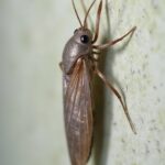 effective fish moth removal