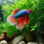 filter necessity for betta fish